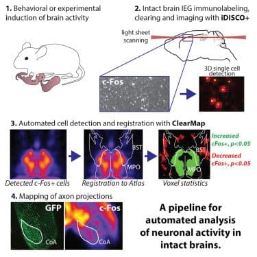 AI Breakthrough Decodes Brain Cell Activity in Real-Time
