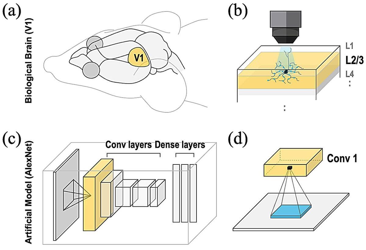 Brain-Inspired AI Breakthrough Achieves Human-Like Visual Processing