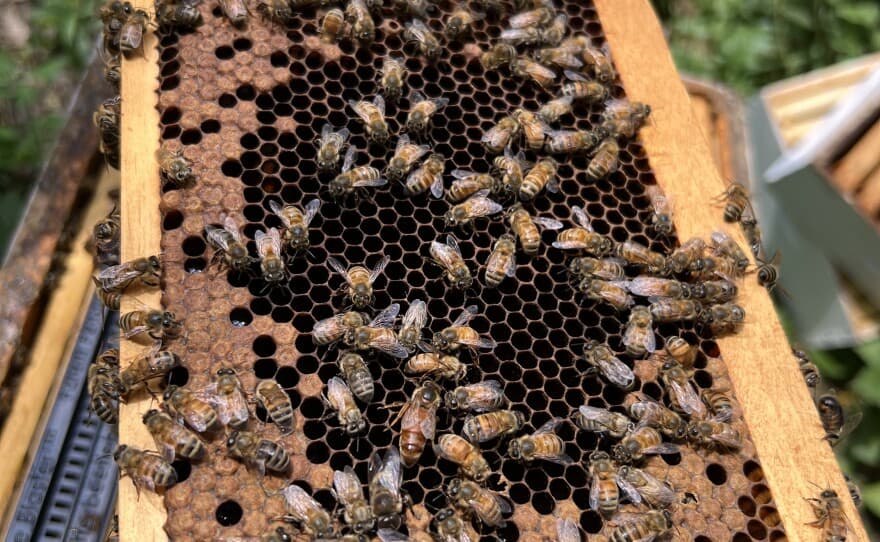 Bee Brain-Inspired AI Unlocks New Leap in Pattern Recognition