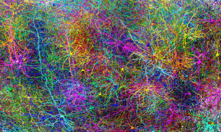 World’s Largest Neural Circuit Map Boosts AI and Neuroscience